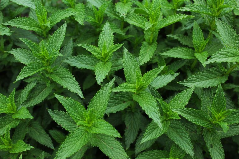 Why Menthol and Mint Feel Cold: The Chemistry Explained