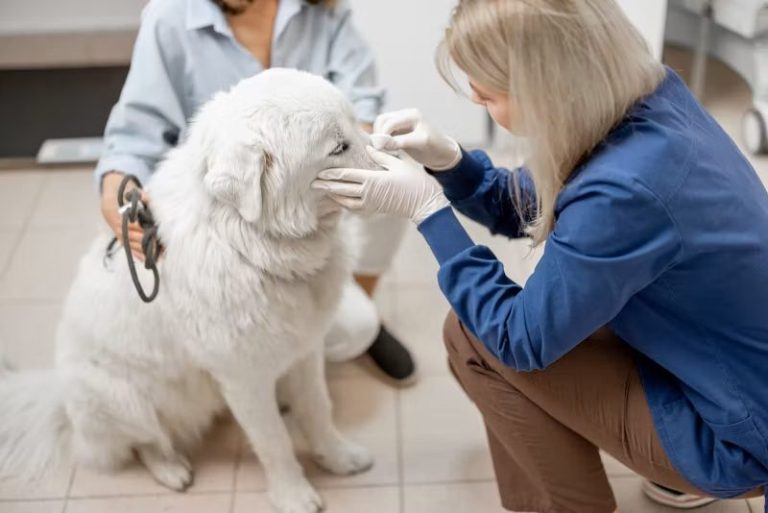 When Your Dog May Need a Specialist for Eye Care